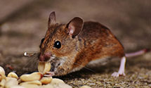 24 Hour & Emergency Exterminators in Montana City, MT